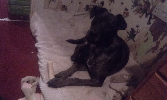 He's a 7 month old German Shepard X lab x staffie