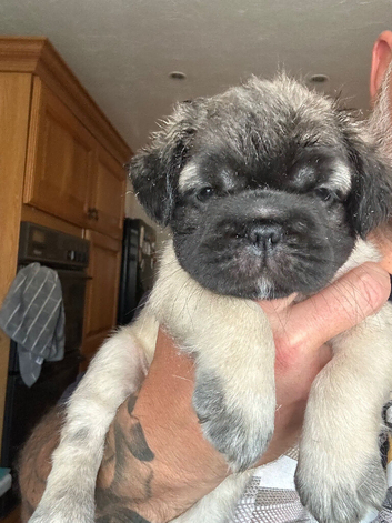 Stunning litter of 4 Prestige Pug Puppies all looking for their New Forever Homes.