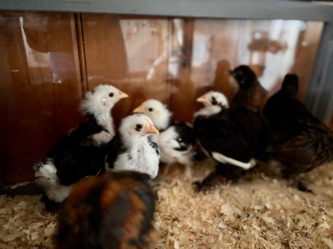 2 week old bantam chicks