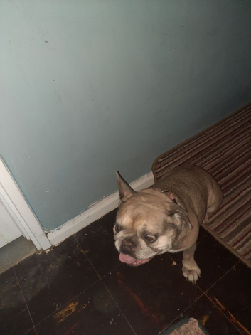Have to rehouse my dog
