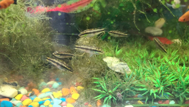☆ bristle nose pleco & kribs ☆