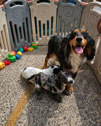 Cocker spaniel
