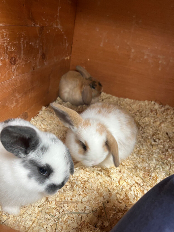 Beautiful Mini Lop Kits