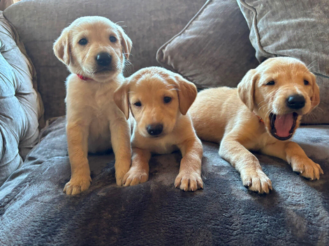 Beautiful Labrador retriever puppies