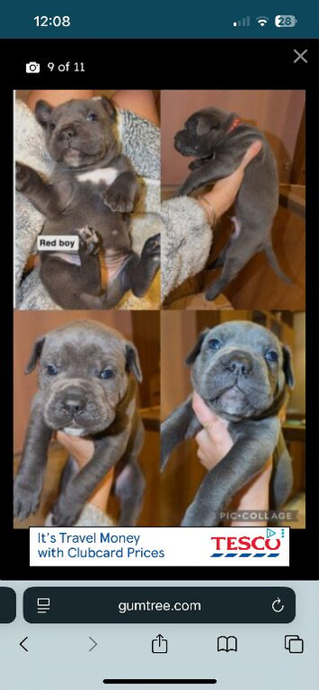 Cane corso pups for sale cheap good bloodline