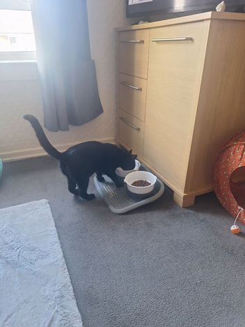 1 year old black cat