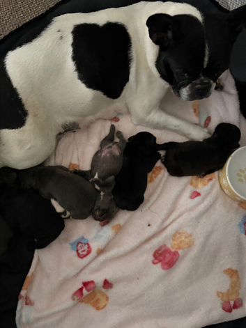 Puppy frenchies
