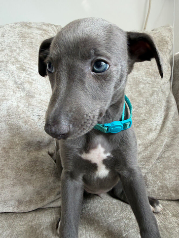 Whippet puppies ready to reserve