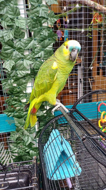 Young tame blue fronted amazon