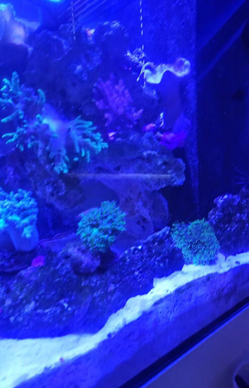 Free marine corals and inverts