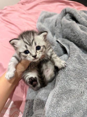 Beautiful BSH &times; Siberian Kittens