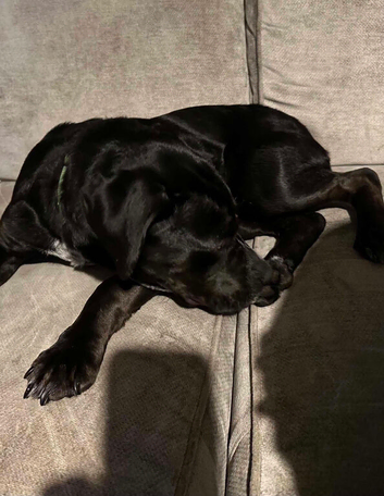 7 month old short haired springer