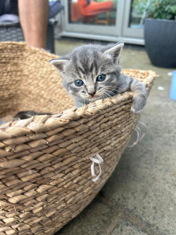 4 week old kittens