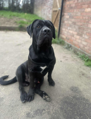 Male cane corso, pure breed