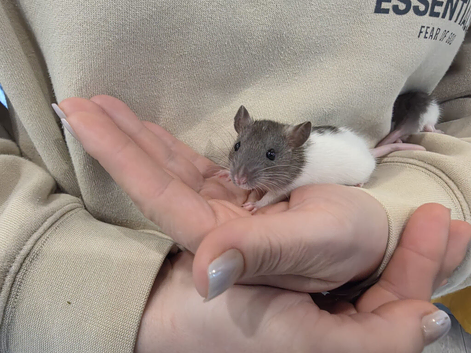 Baby rats for sale