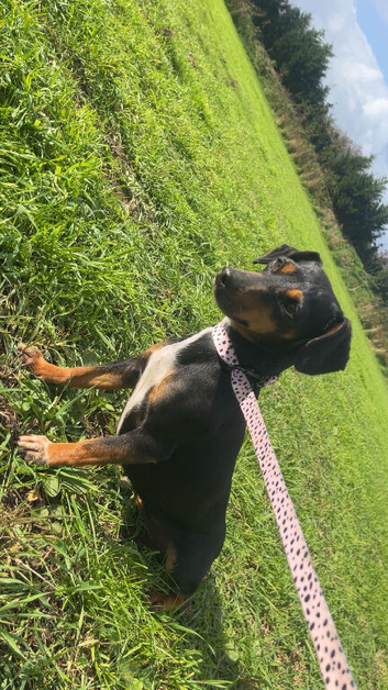 Miniature dachshund