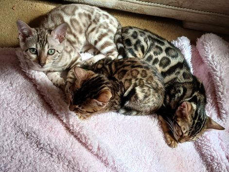 Family TICA Bengal Kittens READY NOW