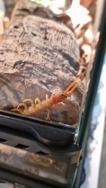 Juvenile Vietnamese Centipede With Enclosure