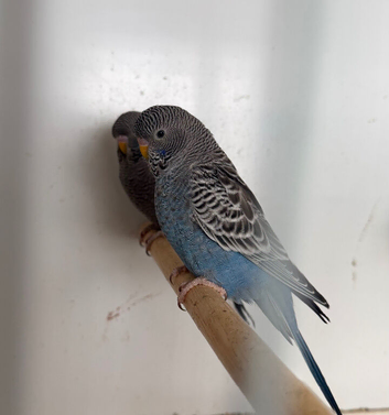 Black Face Budgies