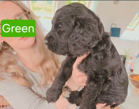 Golden Doodle x Cocker Spaniel pups
