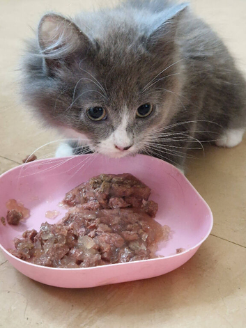 Beautiful grey kittens