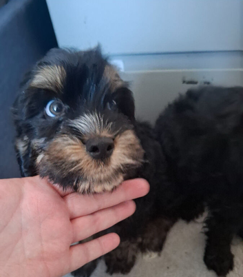 4 DNA health tested puppies for rehoming