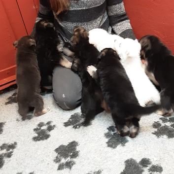 Stunning KC reg German Shepherd pups