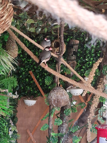 Jarva sparrows