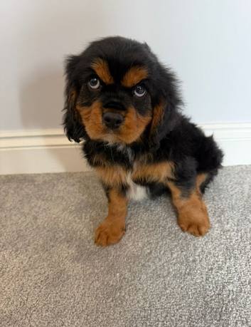 Cavalier King Charles puppies (extensively health tested)