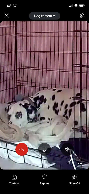 Beautiful litter of Dalmatian&rsquo;s look