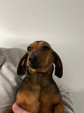 Dachshund mini smooth