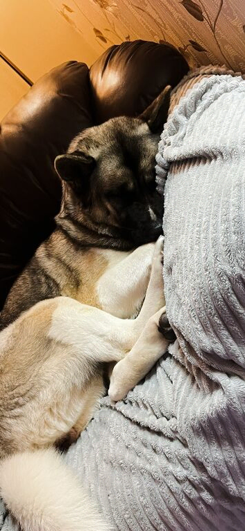 Akita female