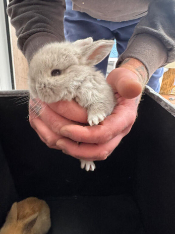 Pure breed mini lops