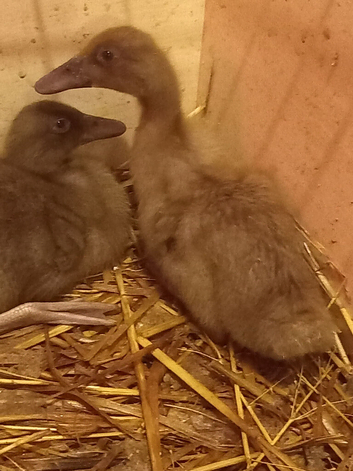Female Caki Campbell Ducklings