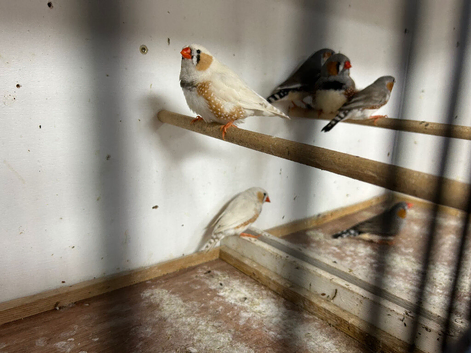 Zebra finch male and females