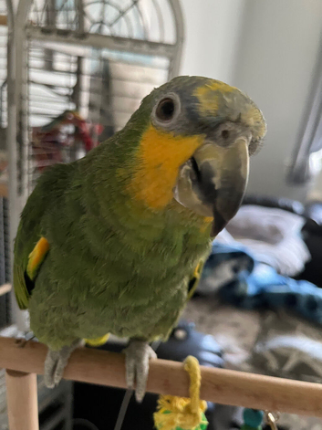 Orange winged Amazon (6yr old)