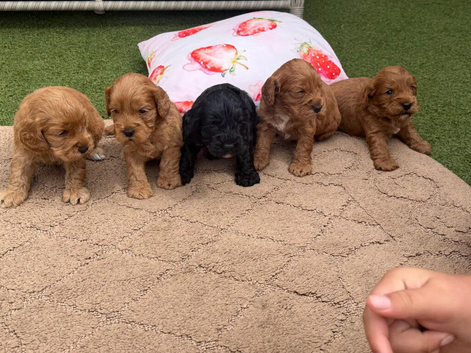 cockapoo puppies