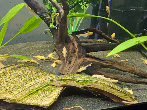 L144 Blue eyed Lemon Bristlenose Pleco