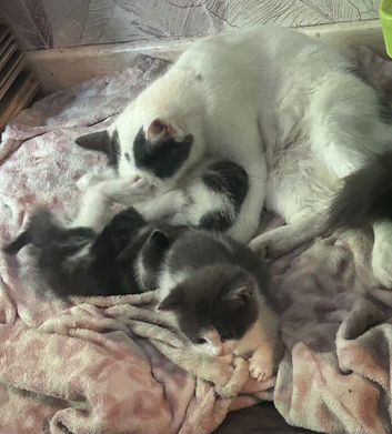 Kittens ready to go to there forever home
