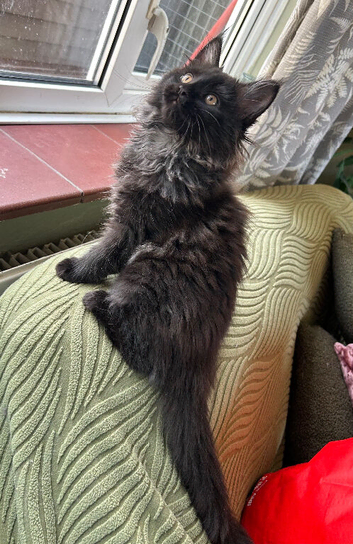 Beautiful Mainecoon kitten( Active)