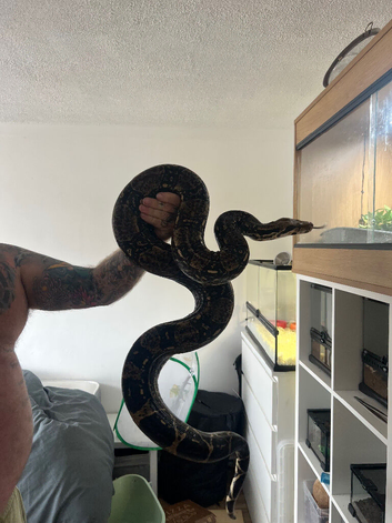 Boa constructor for sale