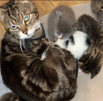 Kittens