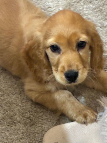 Female pup