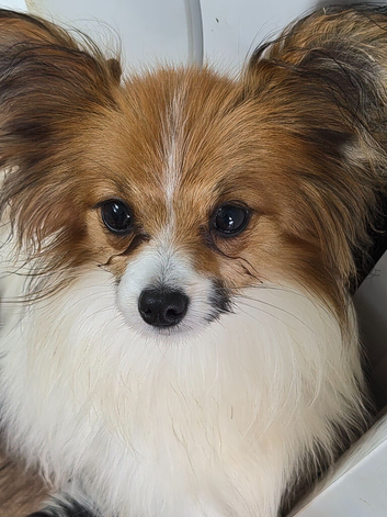 KC Registered Papillon's