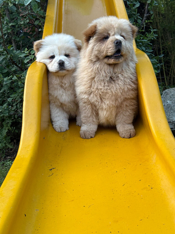 1 beige female on right in main pic reavailable Chow chow ready to go now !!!