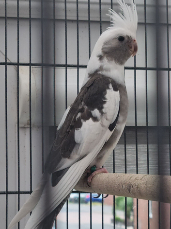 Cockatiels for sale.