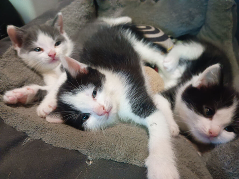 Three amazing kittens