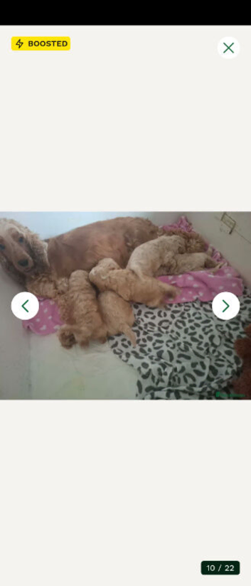 Our beautiful cockerpoos