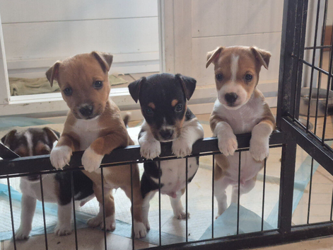 Short legged jack russel puppies