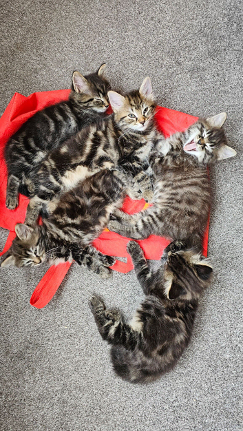 Beautiful fluffy maine coon cross kittens